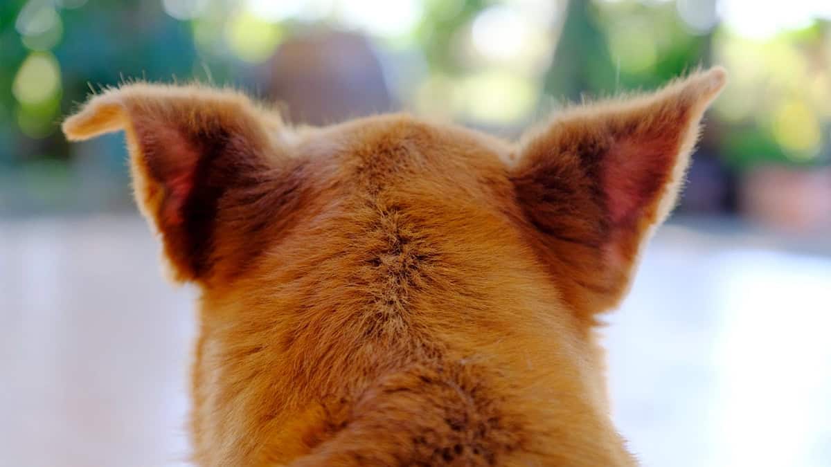 The Best Ear Drops for Dogs: Treat Infection, Fungus, Mites, & More